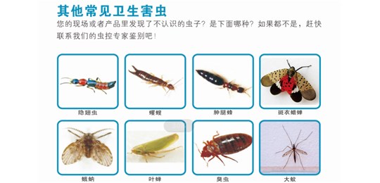 蟑螂主要侵害場所有哪些？