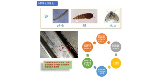蟑螂防治對策有哪些？